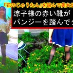 「花のじゅうたん」を踏んで美女がダンス!〜涼子様の赤い靴がパンジーを踏んでダンス〜
